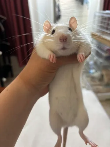 Ratinho de estimação