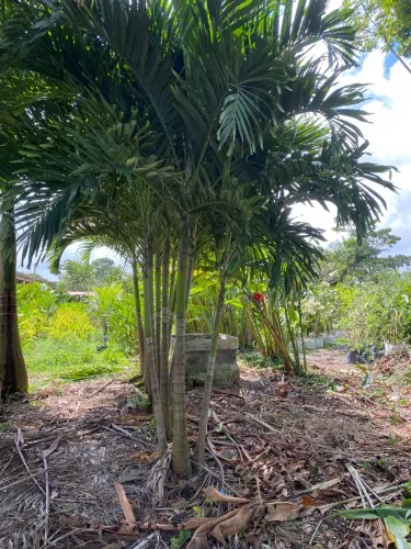 Palmeira Manila tripla