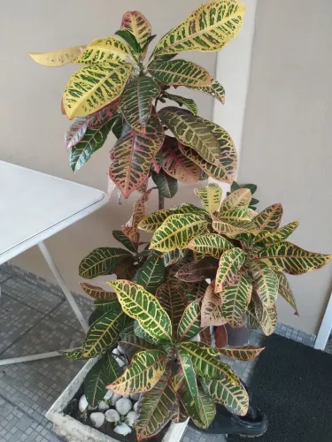 100Planta com vaso