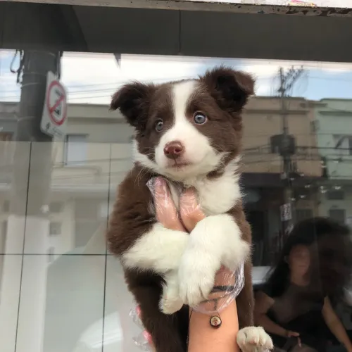 Border collie macho chocolate seu filhote hoje