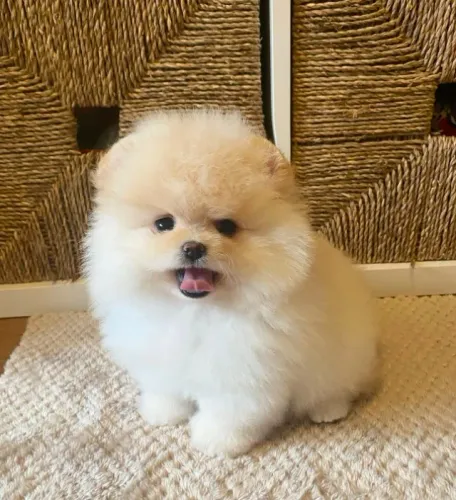 Cachorro Spitz Alemão criado com responsabilidade e carinho