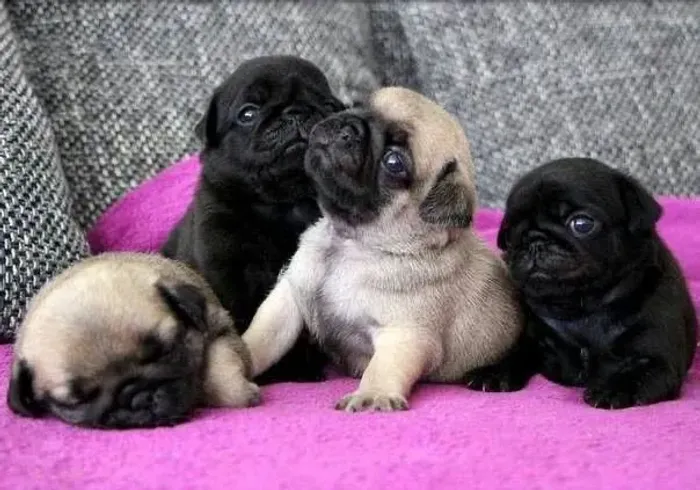 Pug - Um Filhote Que Reúne Beleza E Amor 