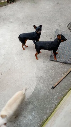 Dog