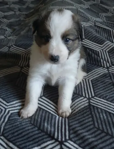 Filhote de Border Collie