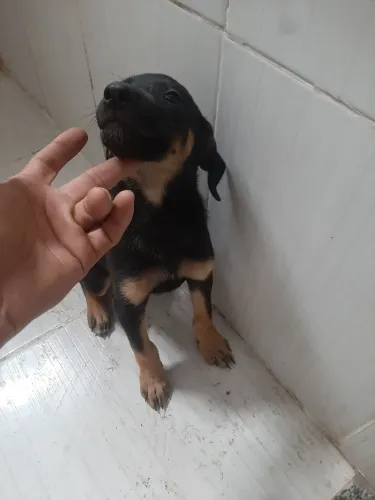 Doação pastor alemão com Americano 