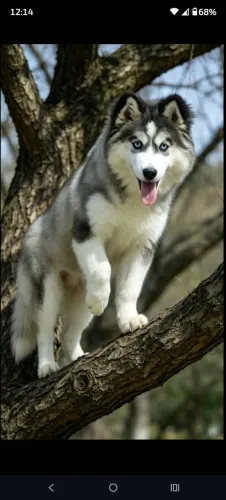 Husky siberiano 