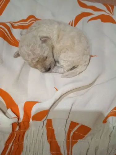 Vende-se poodle toy