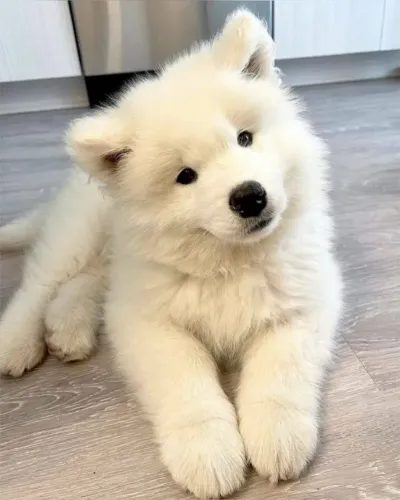 Samoieda Cão feliz melhora tudo