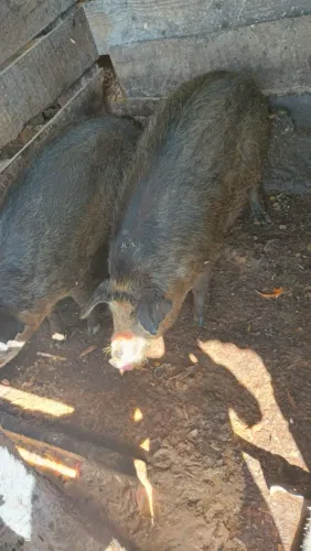 Vendo porcos da raça Moura