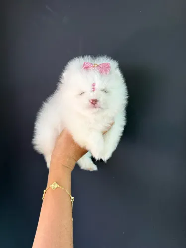 Lulu da Pomerania mini Fêmea Ursinha Pronta entrega 