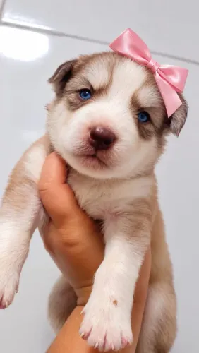 Husky Siberiano Fêmeas