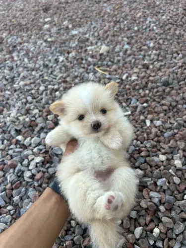 Spitz Alemão / Lulu da Pomerânia laranja sable - Macho Dócil e Peludão