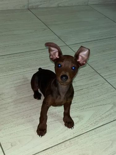 Doando cachorro