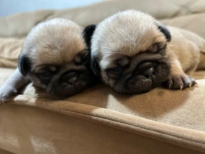 Pug