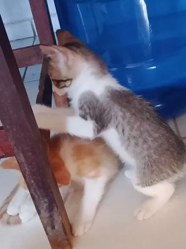 Doação de gatinhos