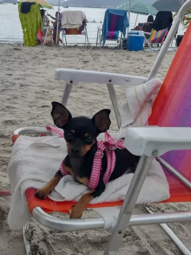 Pinscher 2 fêmea 1ano e 6 meses não vc estrada
