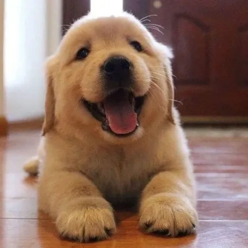 Filhotes De Golden Retriever - Energia Que Transforma Ambiente 