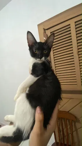 Está gatinha está para adoção