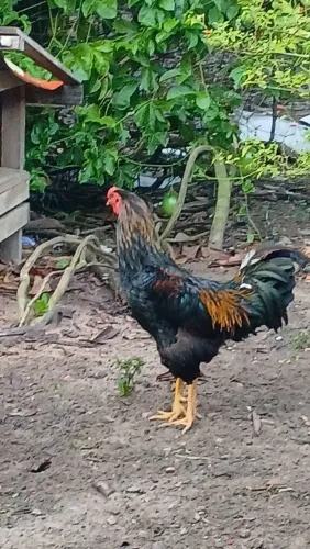 Galo caipira