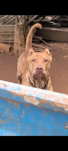 Presa canário 