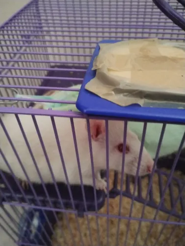 Rato Twister para doação responsável