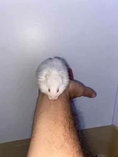 Hamster ? 