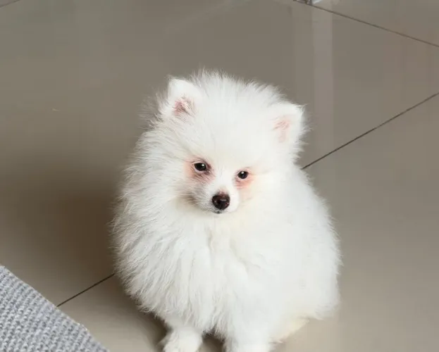 Filhote de Spita alemão LULU