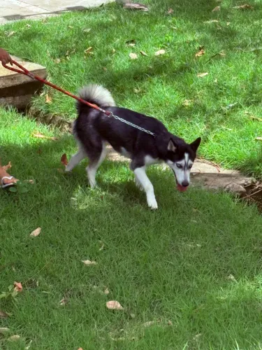 Doação husky siberiano 