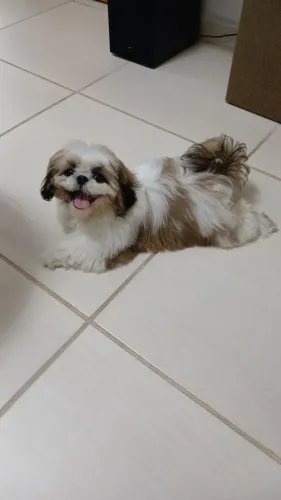 Cachorro shih tzu