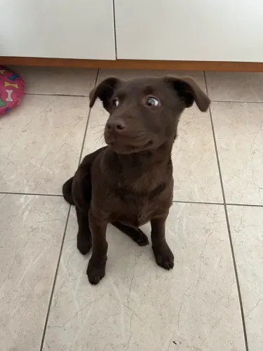 Doação de Pet