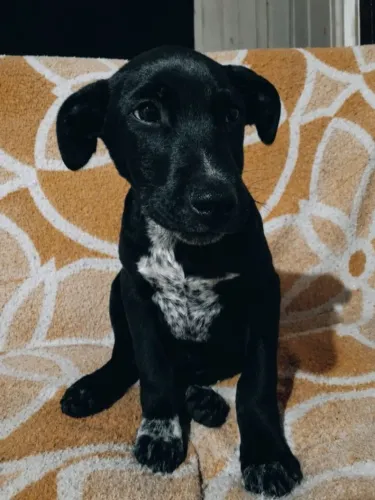 Doa-se cachorros médio porte