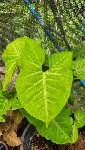 Mudas ornamentais: Syngonium, Folhagens, mudas