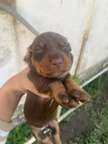 Dashund Arlequim e Chocolate (Salsicha)