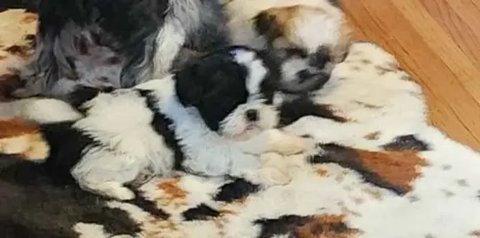 Filhotes de Shih Tzu |Descubra uma companhia que pode combinar com seu coração!