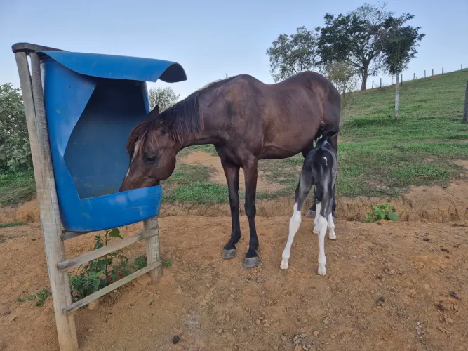 Vendo égua Quarto de milha fechada e corrida