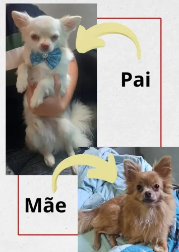 Filhotes de Chihuahua Pelo Longo