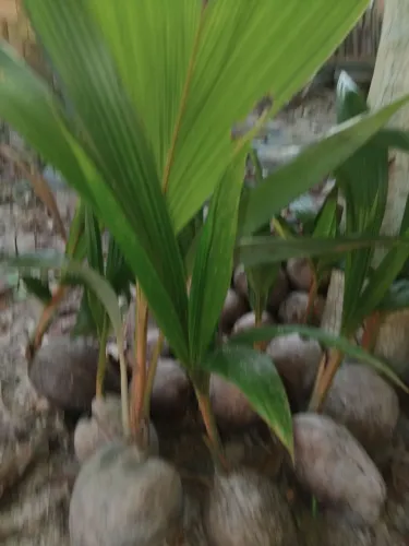 Mudas de coqueiro