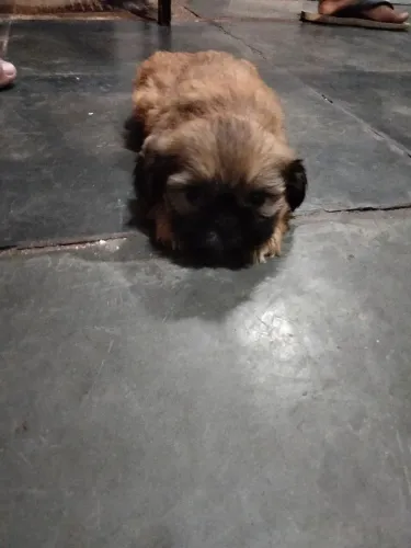 Cachorro chitos