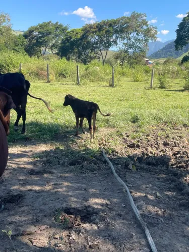 Casal de bezerros 