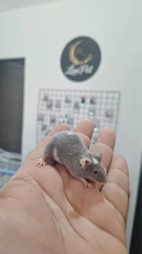 Camundongo