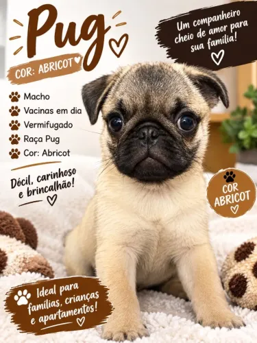 PUG MACHO À VENDA