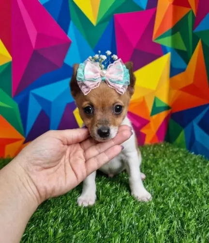 Pinscher Esperando por Você