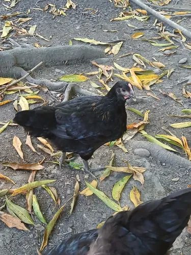 Franguinho preto