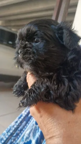 Lindos filhotes de Shih tzu