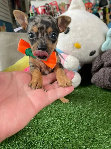 Filhote de pinscher zero disponível