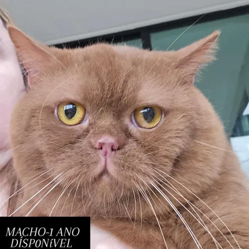 British Shorthair Canela (Cinnamon)