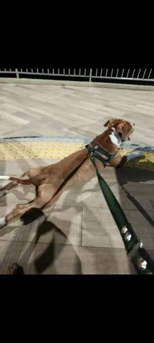 Pitmonster doação