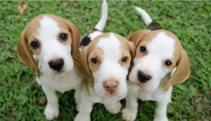 Beagle energia e alegria garantidas