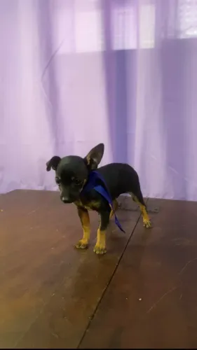 Vendo filhote de Pinscher 
