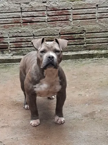Pitbull Micro poker